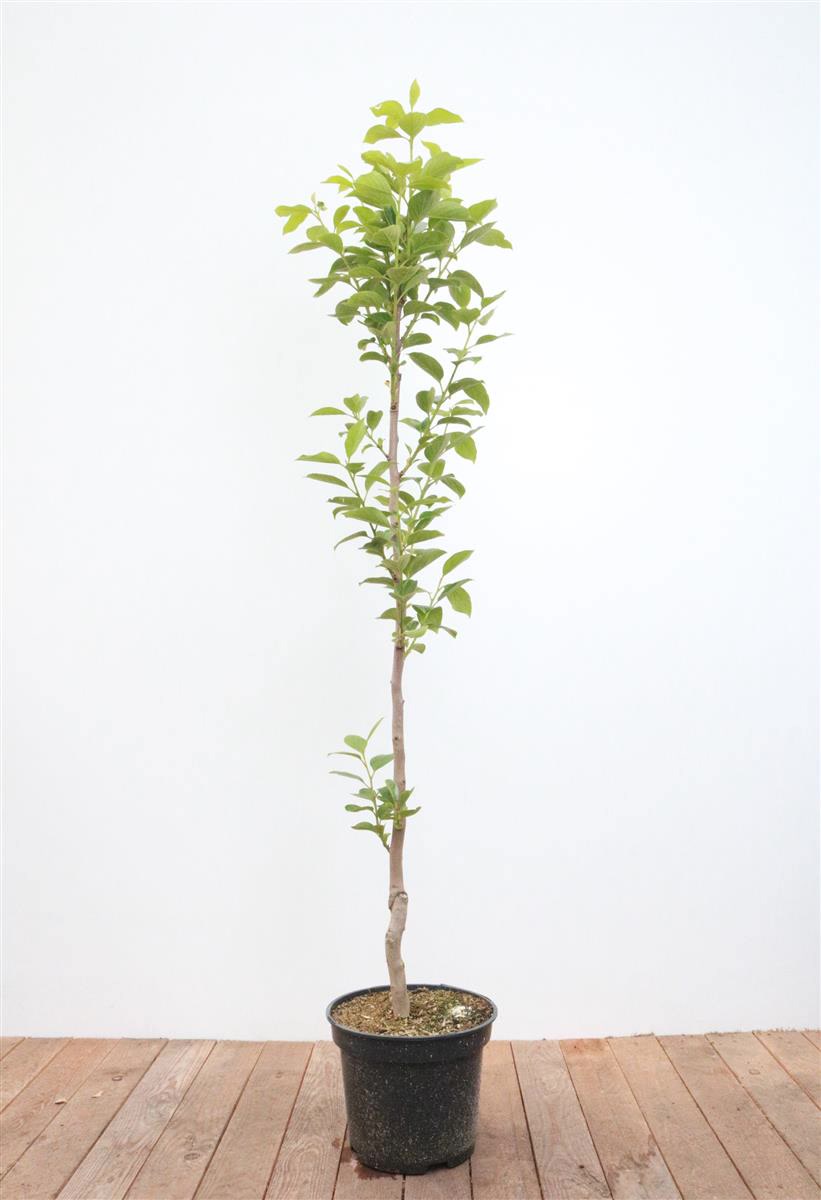 Diospyros kaki 'Vaniglia', Kaki Kakipflaume, 125&ndash;150 cm 