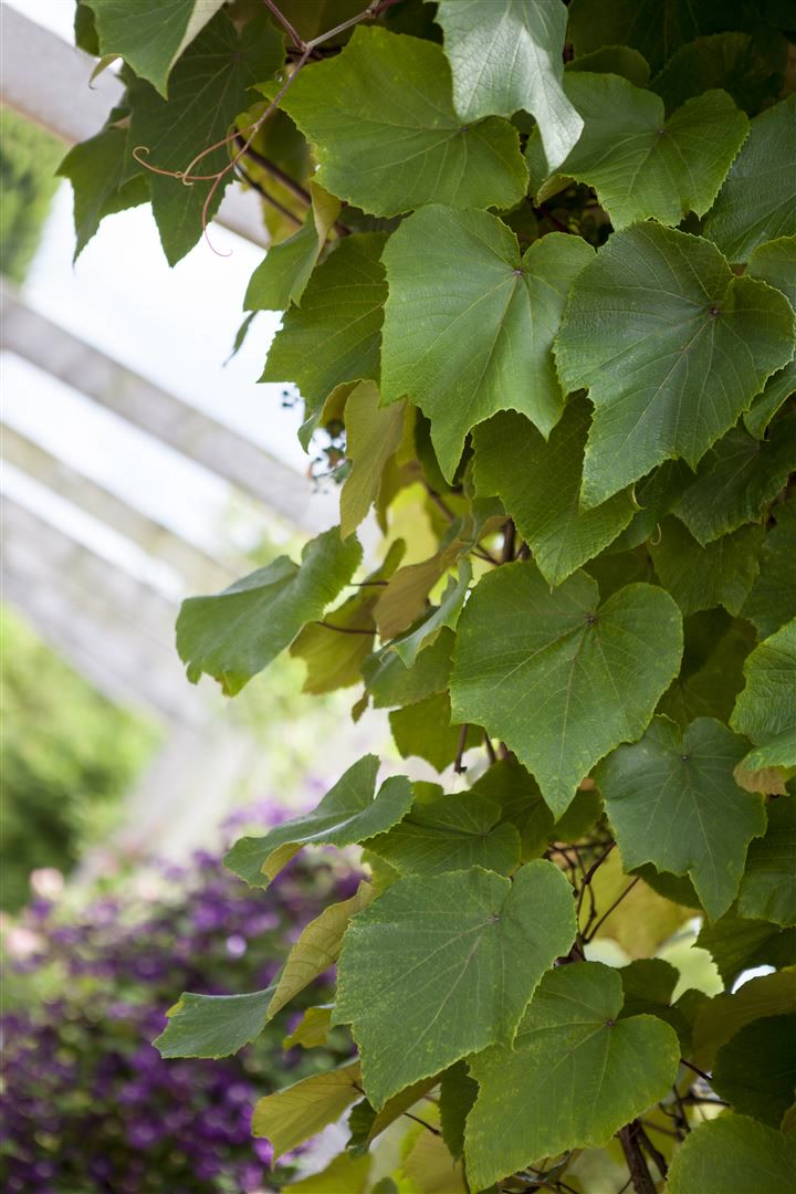 Vitis vinifera coignetiae, Zierwein, 60&ndash;100 cm 