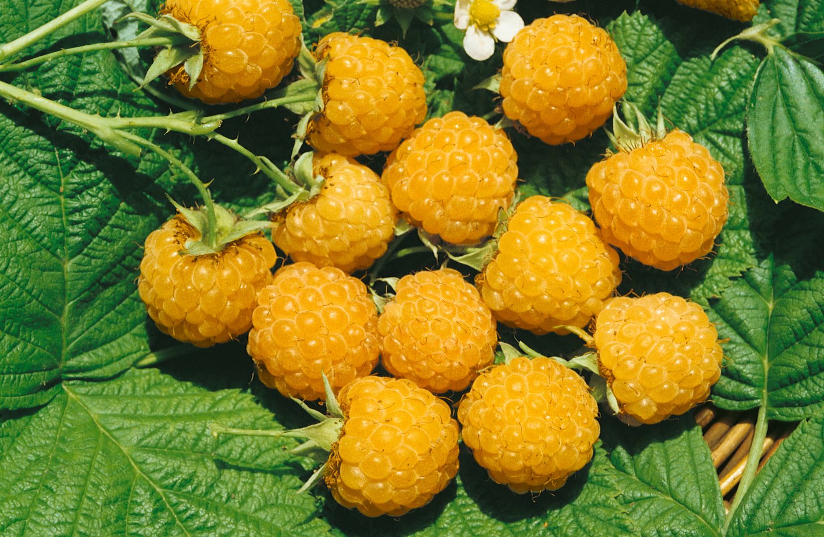 Rubus idaeus 'Fallgold', Himbeere, gelbfruchtig, 40&ndash;60 cm 