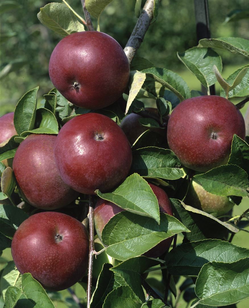 Malus domestica 'McIntosh', Apfelbaum, 125&ndash;150 cm 