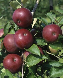 Malus domestica 'McIntosh', Apfelbaum, 125–150 cm 