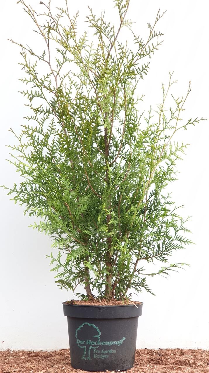 Thuja occidentalis 'Brabant', Lebensbaum, gr&uuml;n, 80&ndash;100 cm 
