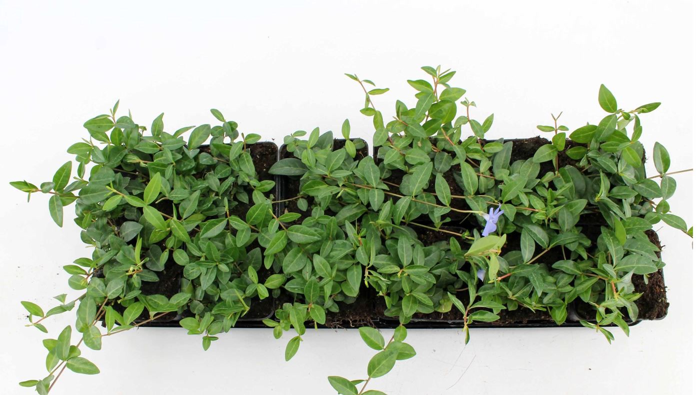 Vinca minor, Immergr&uuml;n, blau, ca. 9x9 cm Topf 