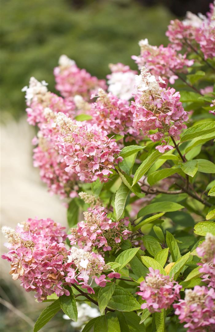 Hydrangea paniculata 'Pinky Winky', Rispenhortensie, zweifarbig, 60&ndash;80 cm 
