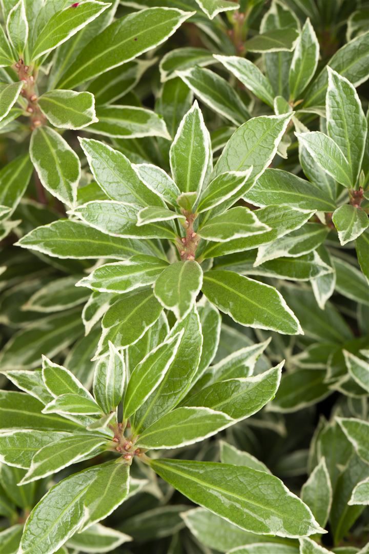 Pieris japonica 'Little Heath', Japanische Lavendelheide, 20&ndash;25 cm 