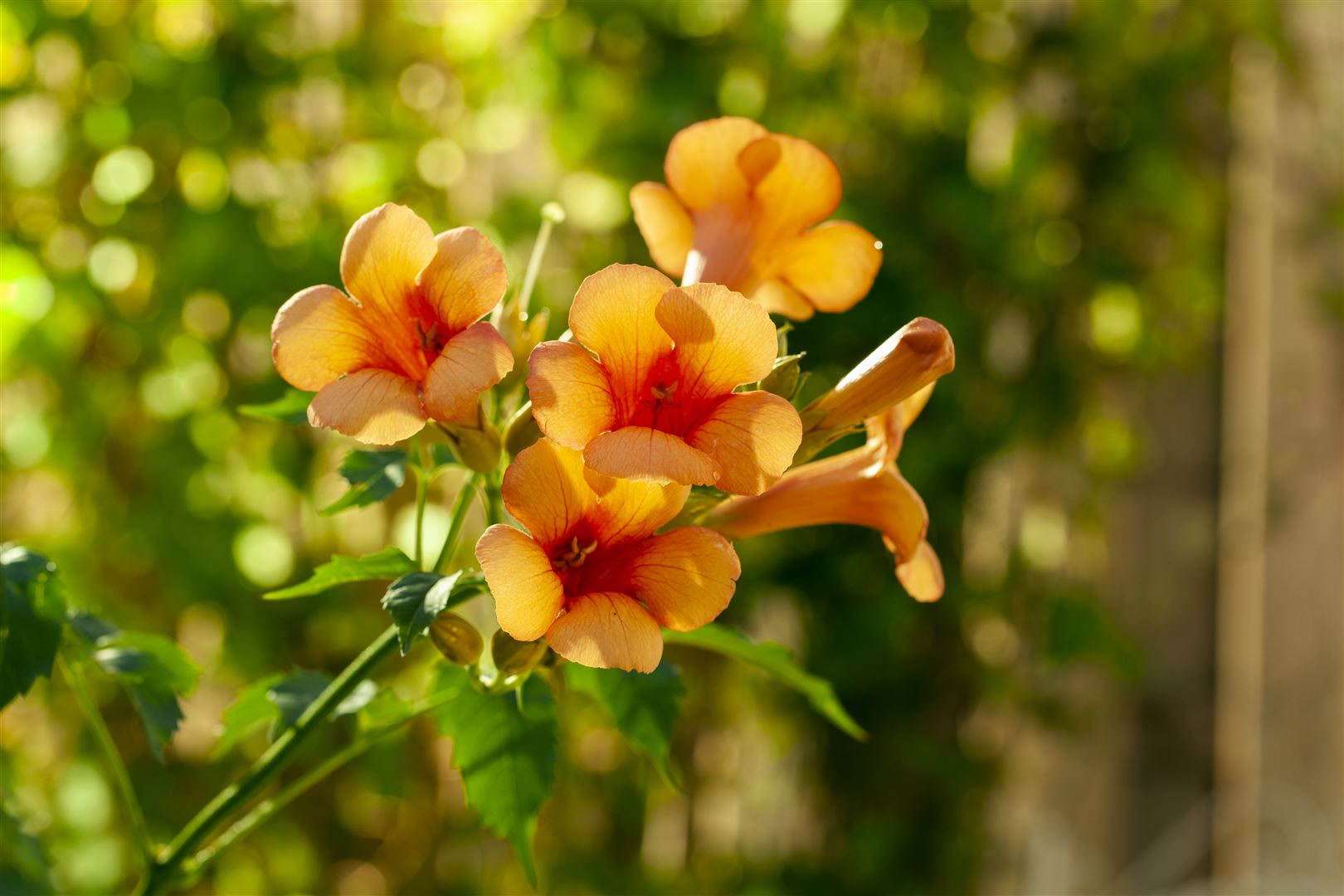 Campsis radicans 'Indian Summer', Trompetenblume, orange, 40&ndash;60 cm 