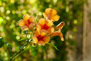Campsis radicans 'Indian Summer', Trompetenblume, orange, 40–60 cm 