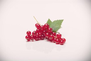 Ribes rubrum 'Rovada', Rote Johannisbeere, 90 cm Stammhöhe 