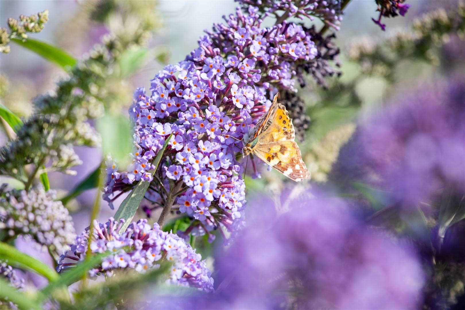 Buddleja 'Lochinch', Schmetterlingsflieder, lavendelblau, 40&ndash;60 cm 
