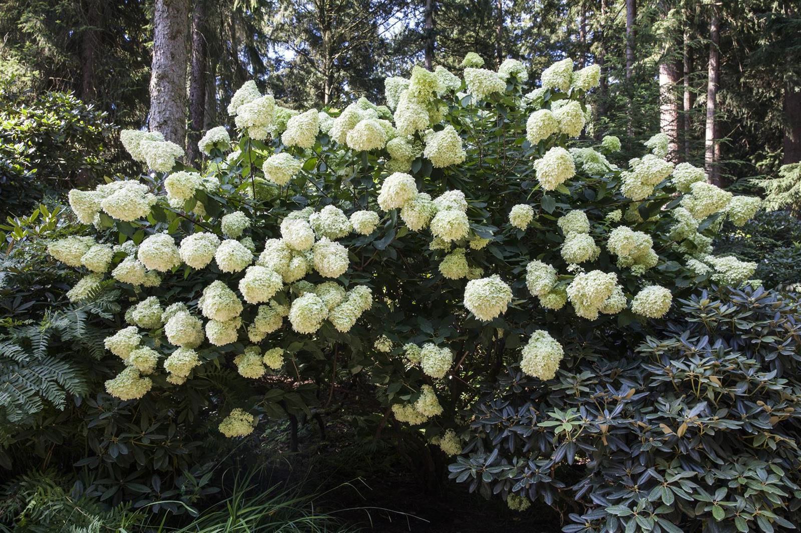 Hydrangea paniculata 'Phantom', Rispenhortensie, cremewei&szlig;, 40&ndash;60 cm 