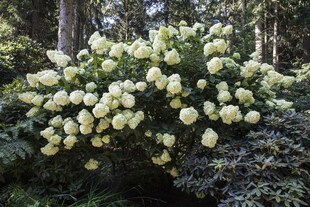 Hydrangea paniculata 'Phantom', Rispenhortensie, cremeweiß, 40–60 cm 