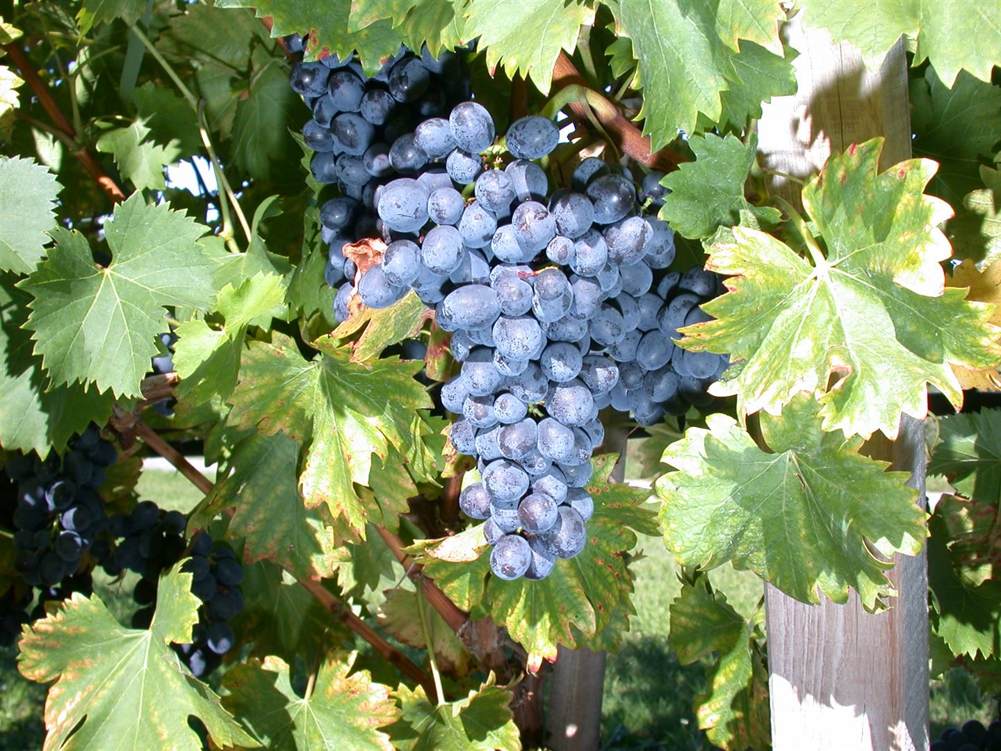 Vitis vinifera 'Nero', Weinrebe, 80&ndash;100 cm, dunkelblau 
