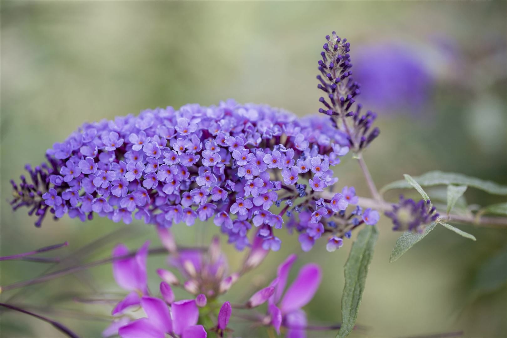 Buddleja davidii 'Ile de France', Schmetterlingsflieder, 60&ndash;100 cm 