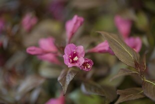 Weigela florida 'Minor Black', Weigelie, dunkelrot, 40–60 cm 