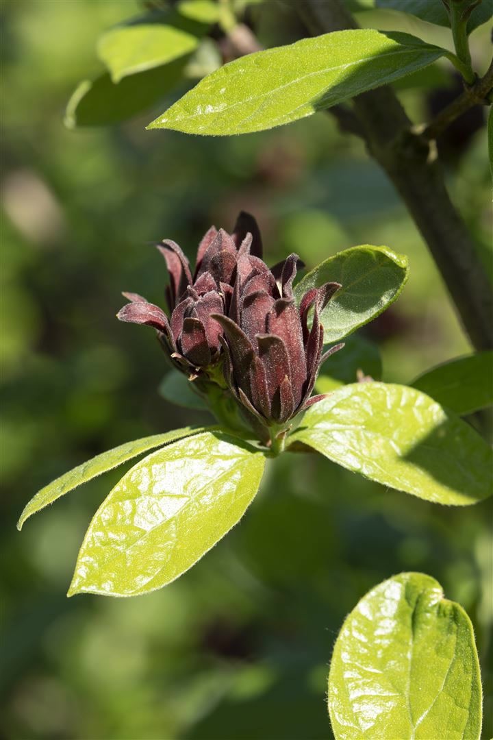 Calycanthus floridus, Gew&uuml;rzstrauch, aromatisch, 60&ndash;80 cm 