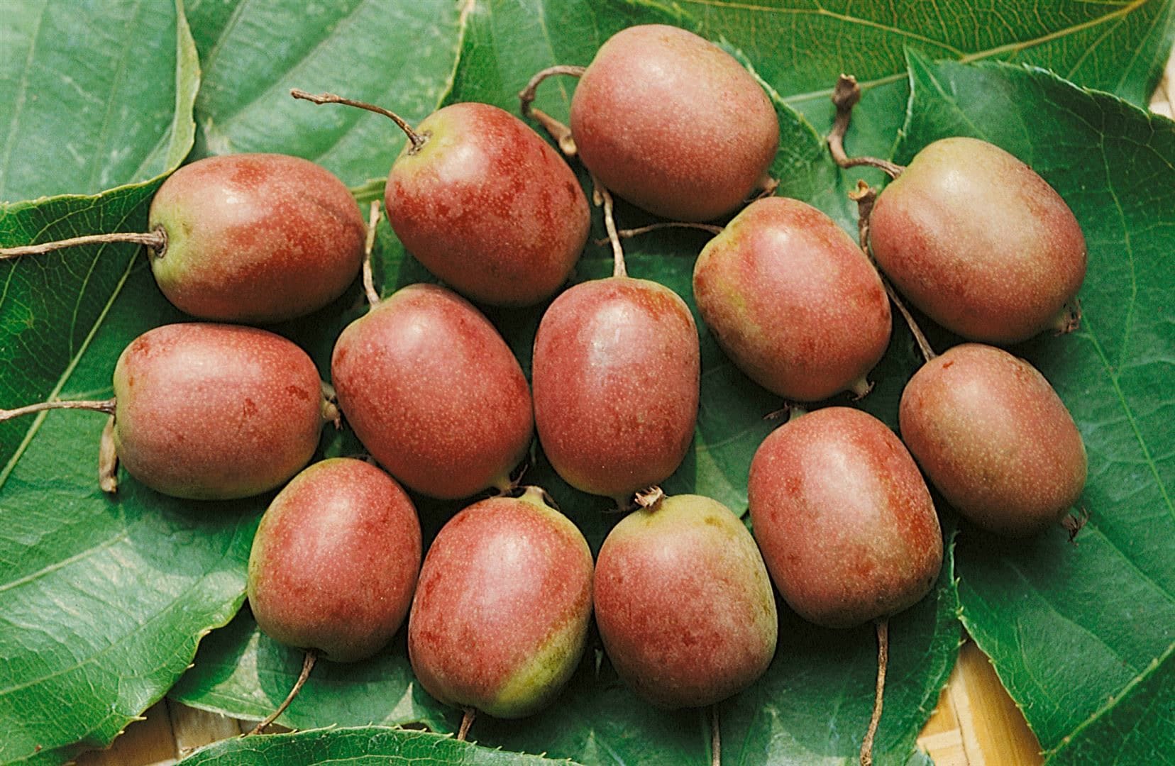 Actinidia arguta 'Ken's Red', Kiwibeere, rot, 40&ndash;60 cm 