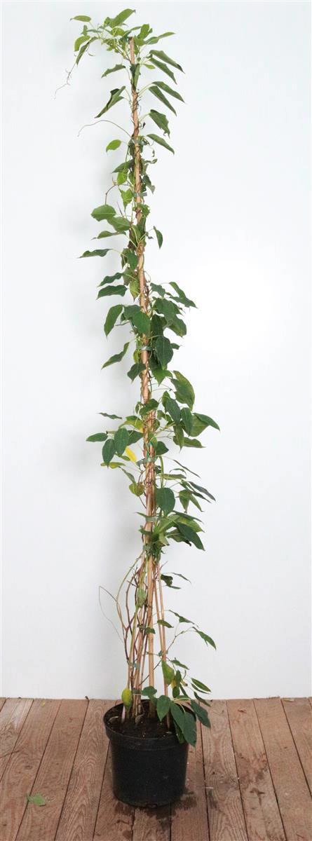 Actinidia chinensis 'Male', Kiwi, m&auml;nnlich, 100&ndash;150 cm 