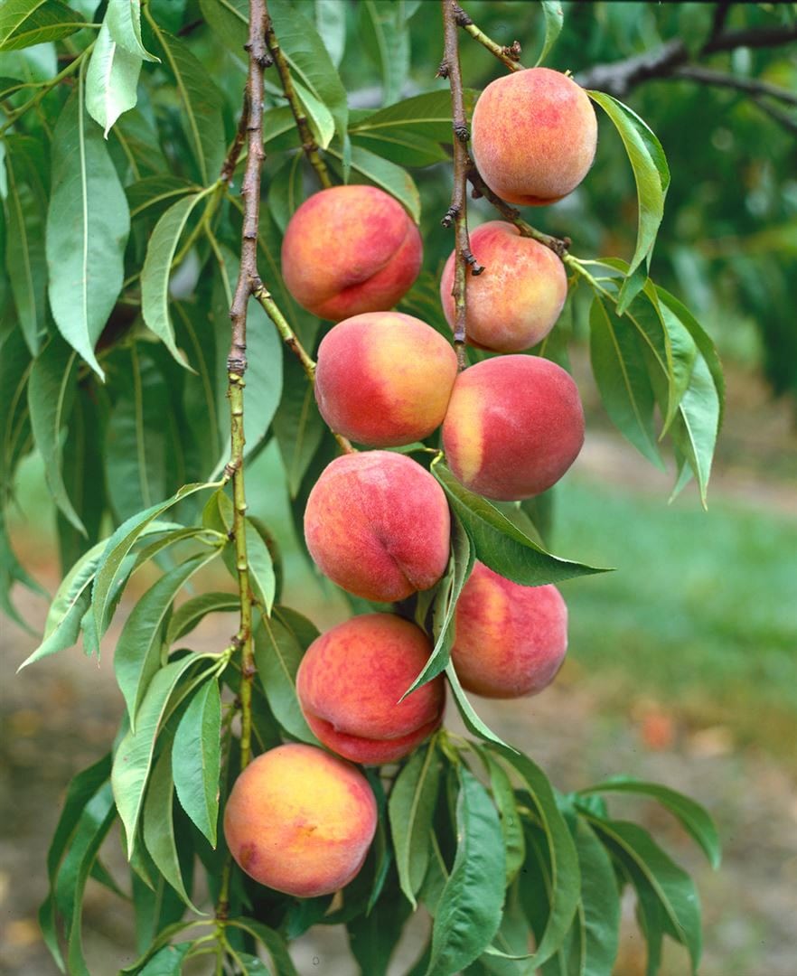 Prunus persica 'Amsden', Pfirsichbaum, 150&ndash;200 cm 