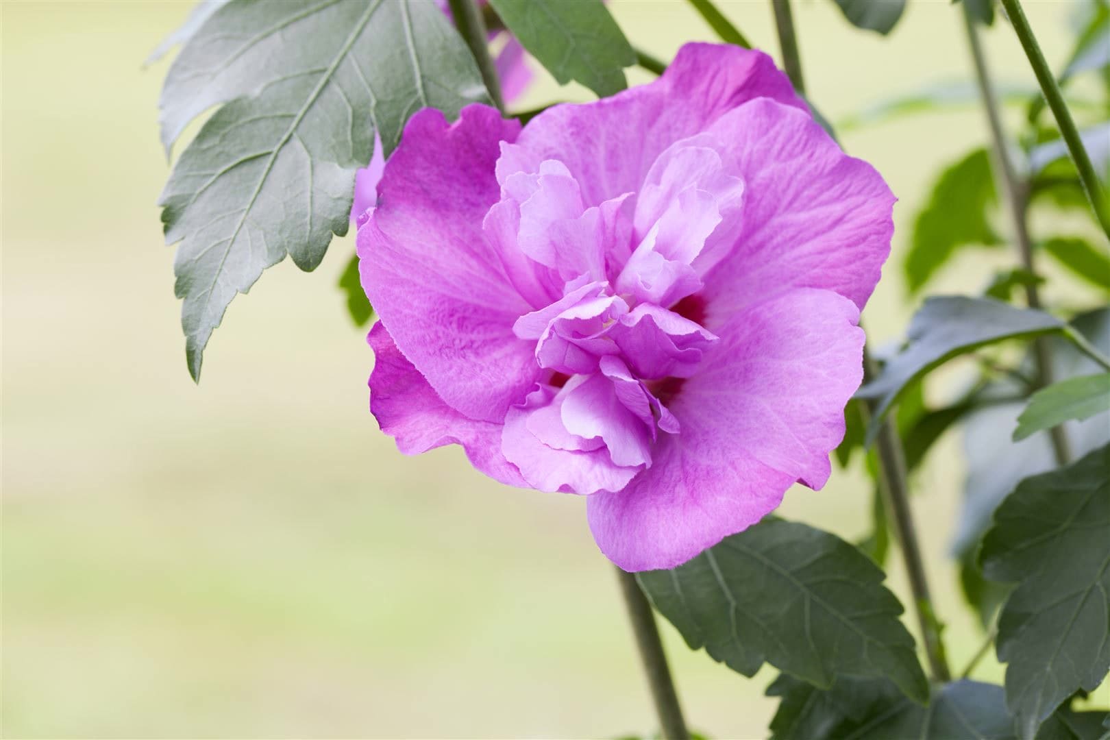 Hibiscus syriacus 'Purple Ruffles', Gartenhibiskus, lila, 40&ndash;60 cm 
