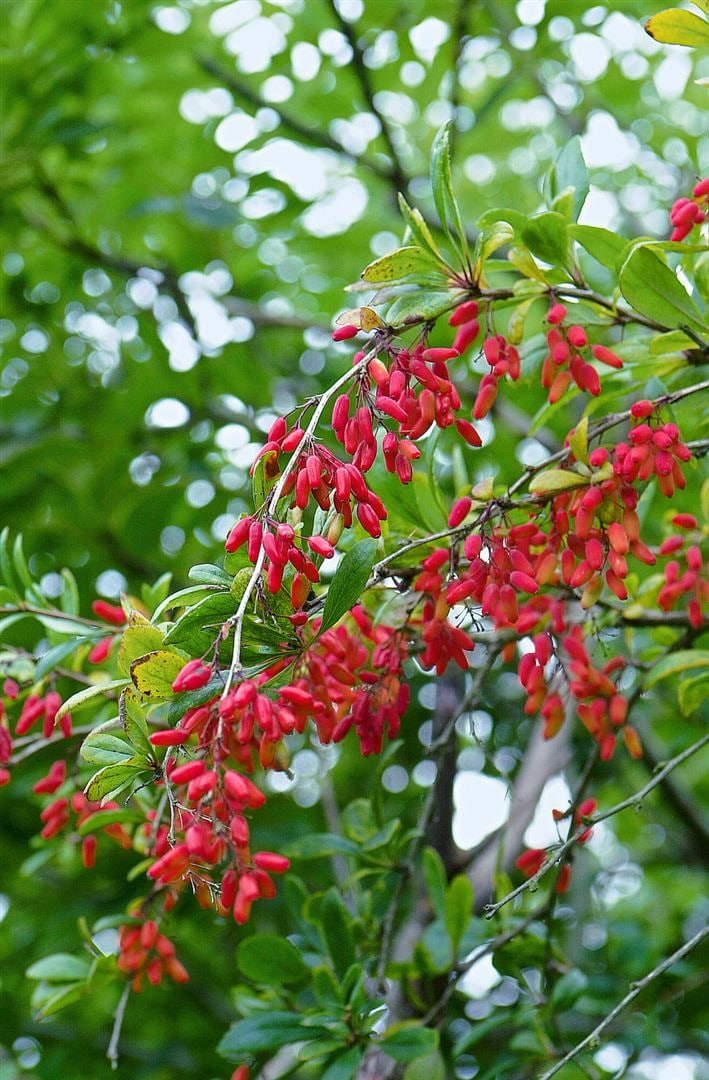 Berberis vulgaris, Gew&ouml;hnliche Berberitze, 25&ndash;30 cm 