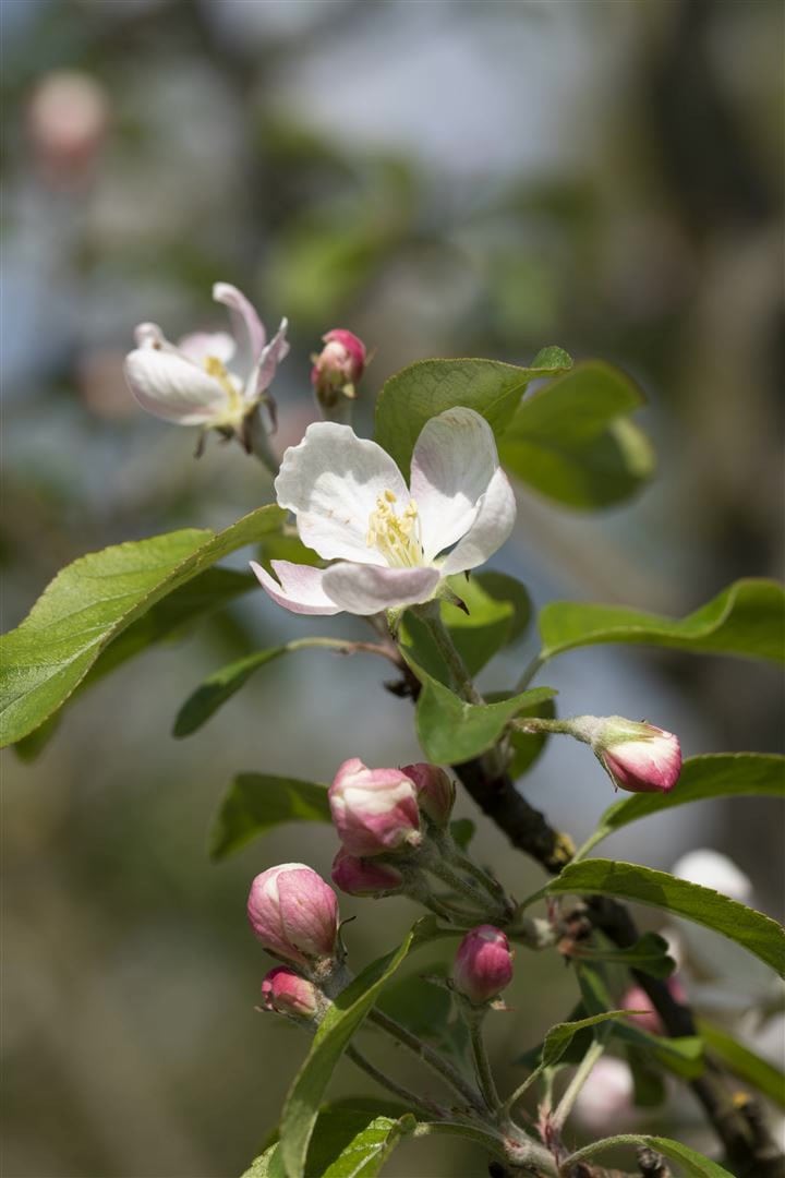 Malus 'Gloster 69', Apfelbaum, 150&ndash;200 cm 