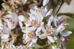 Deutzia kalmiiflora, Maiblumenstrauch, rosa Blüten, 40–60 cm 