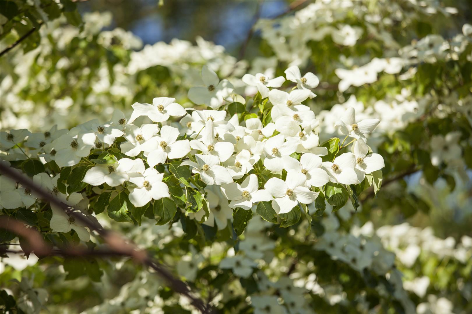 Cornus florida, Blumen-Hartriegel, 60&ndash;80 cm, wei&szlig;e Bl&uuml;ten 
