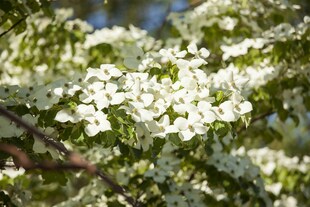 Cornus florida, Blumen-Hartriegel, 60–80 cm, weiße Blüten 