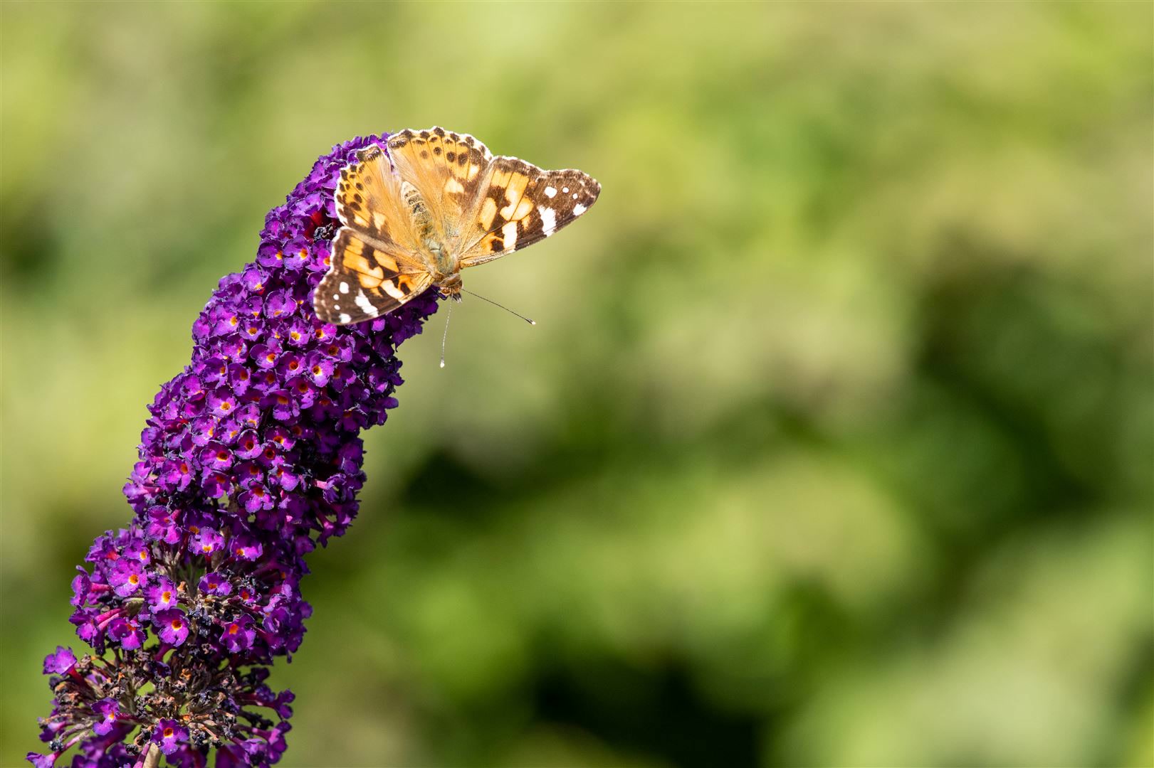Buddleja davidii 'Black Knight', Schmetterlingsflieder, dunkelviolett, 80&ndash;100 cm 