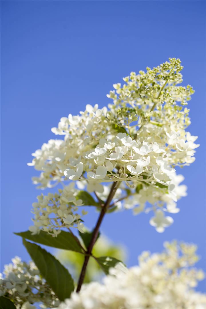 Hydrangea paniculata 'Tardiva', Rispenhortensie, wei&szlig;, 80&ndash;100 cm 