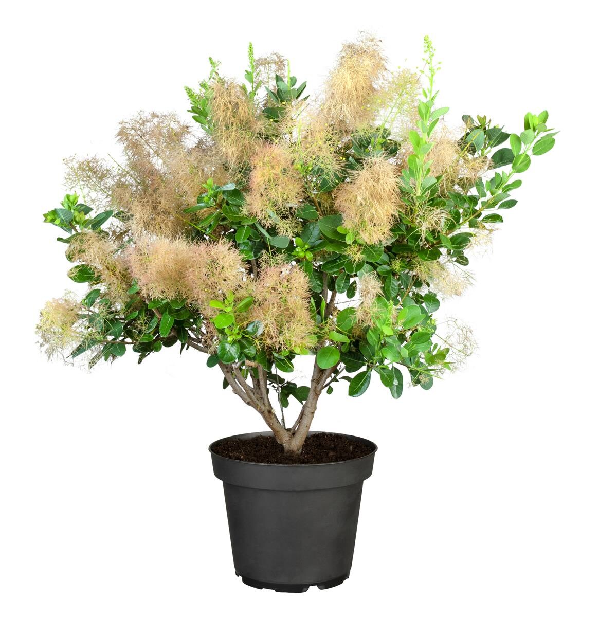 Cotinus coggygria 'Young Lady', Per&uuml;ckenstrauch, kompakt, 40&ndash;60 cm 