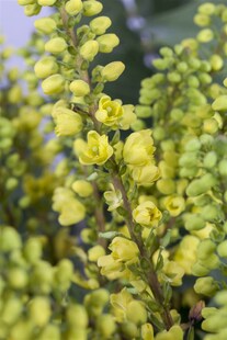 Mahonia media 'Winter Sun', Mahonie, gelbe Blüten, 40–60 cm 