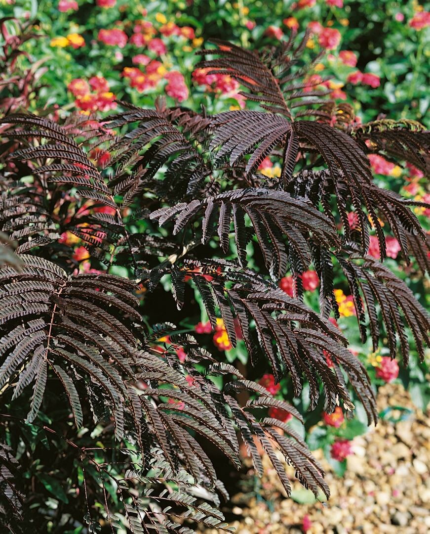 Albizia julibrissin 'Evey's Pride', Seidenbaum, 40&ndash;60 cm, rosa Bl&uuml;ten 