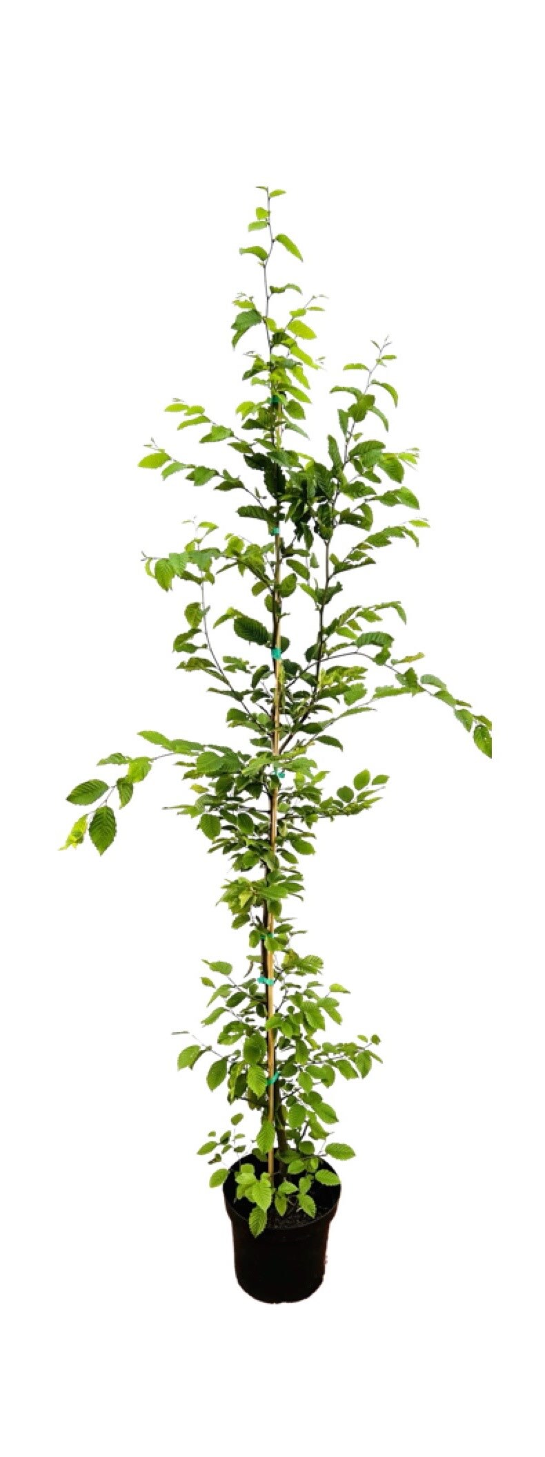 Carpinus betulus, Hainbuche, 150&ndash;175 cm 
