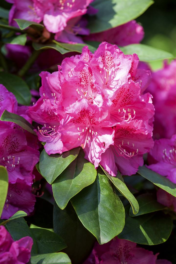 Rhododendron Hybr. 'Erich', Rhododendron, rosa Bl&uuml;ten, 40&ndash;50 cm 