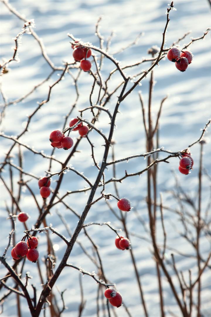 Rosa canina, Hundsrose, rosa Bl&uuml;ten, 60&ndash;100 cm 