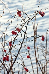 Rosa canina, Hundsrose, rosa Blüten, 60–100 cm 