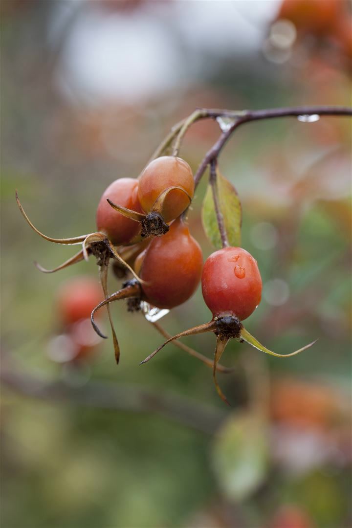 Rosa glauca, Rotblattrose, 60&ndash;100 cm, attraktive Hagebutten 