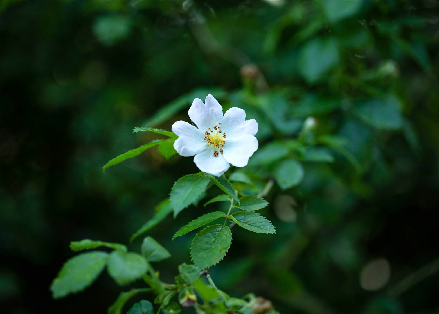 Rosa multiflora, Vielbl&uuml;tige Rose, 60&ndash;100 cm 