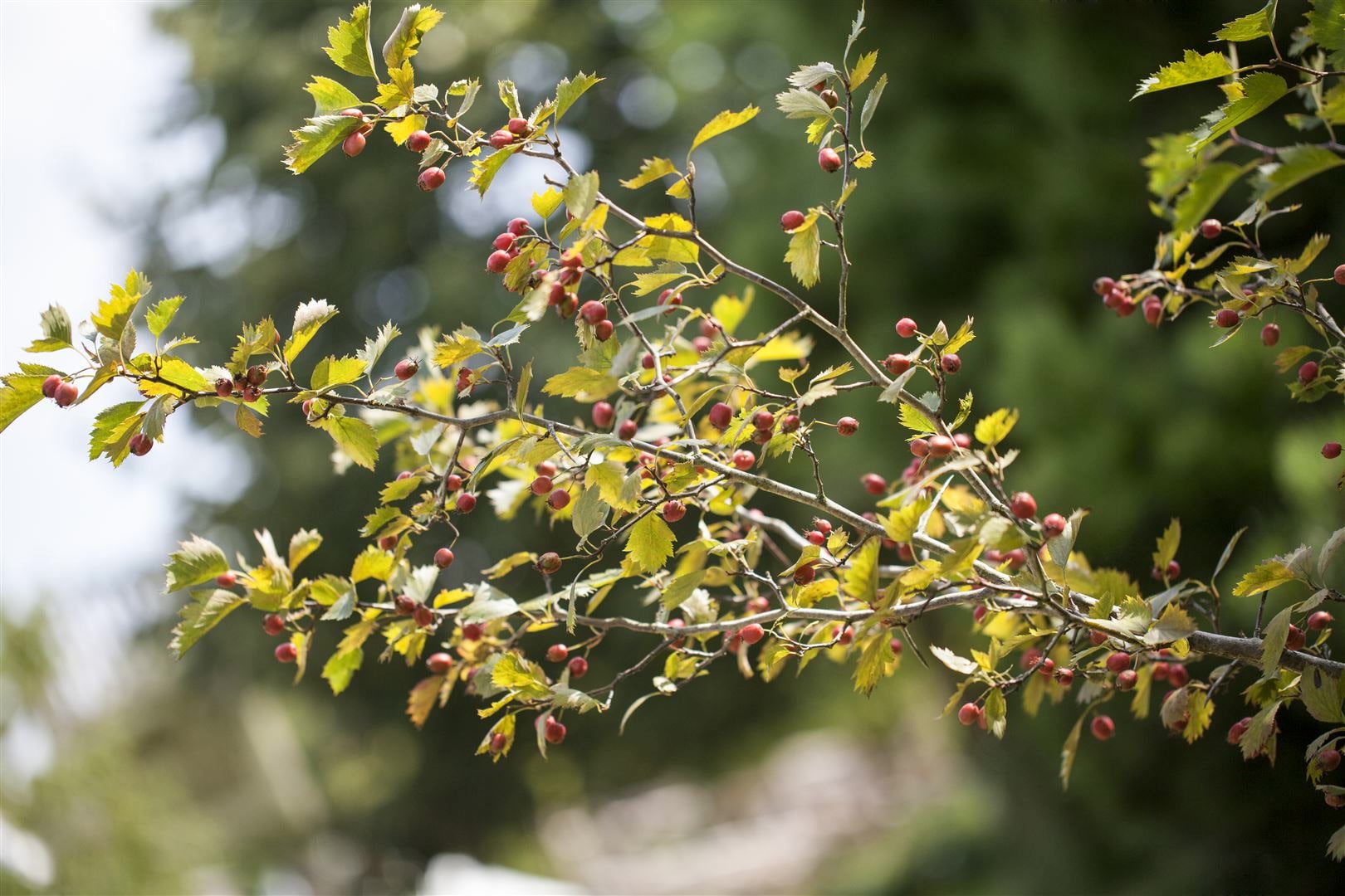 Crataegus monogyna, Eingriffeliger Wei&szlig;dorn, 60&ndash;100 cm 