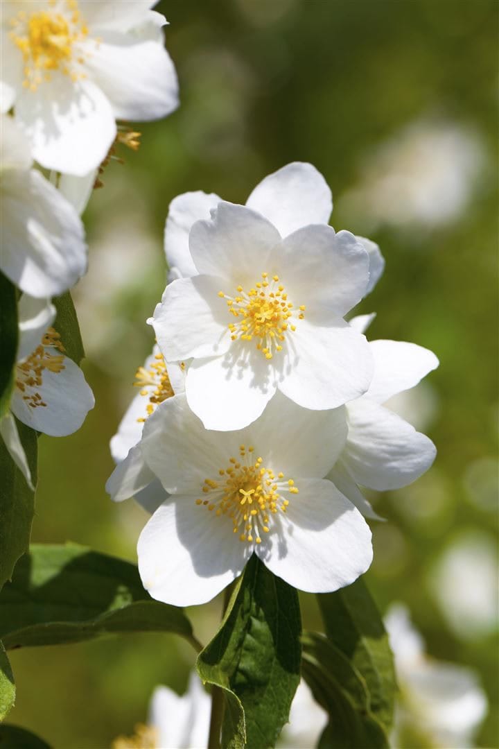 Philadelphus 'Belle Etoile', Duftjasmin, wei&szlig;, 40&ndash;60 cm 