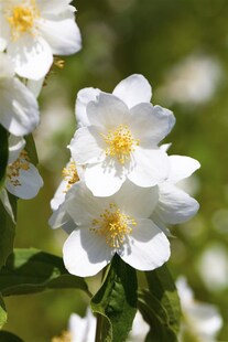 Philadelphus 'Belle Etoile', Duftjasmin, weiß, 40–60 cm 