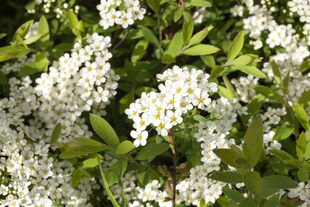Spiraea cinerea 'Grefsheim', Asch-Spiere, weiß, 60–80 cm 