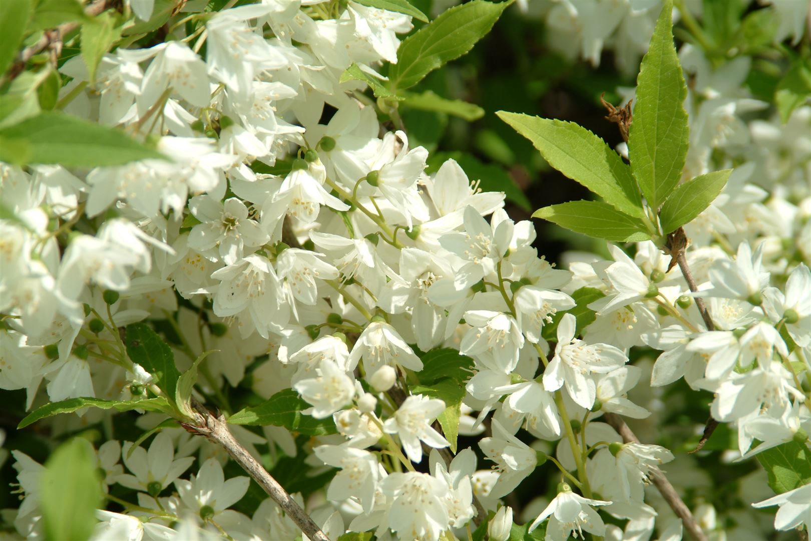 Philadelphus 'Manteau d'Hermine', Duftjasmin, wei&szlig;, 40&ndash;60 cm 
