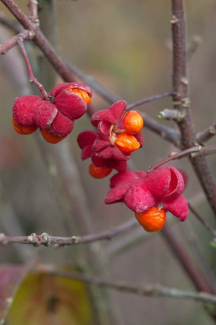 Euonymus europaeus, Pfaffenh&uuml;tchen, 60&ndash;100 cm 