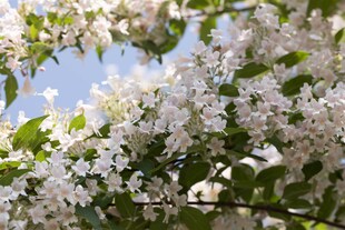 Kolkwitzia amabilis, Kolkwitzie, rosa Blüten, 60–100 cm 