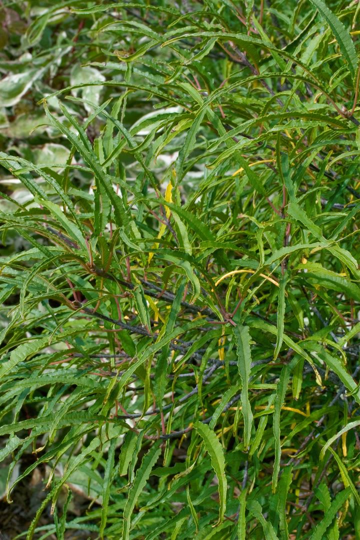 Rhamnus frangula 'Asplenifolia', schmalbl&auml;ttrig, 40&ndash;60 cm 