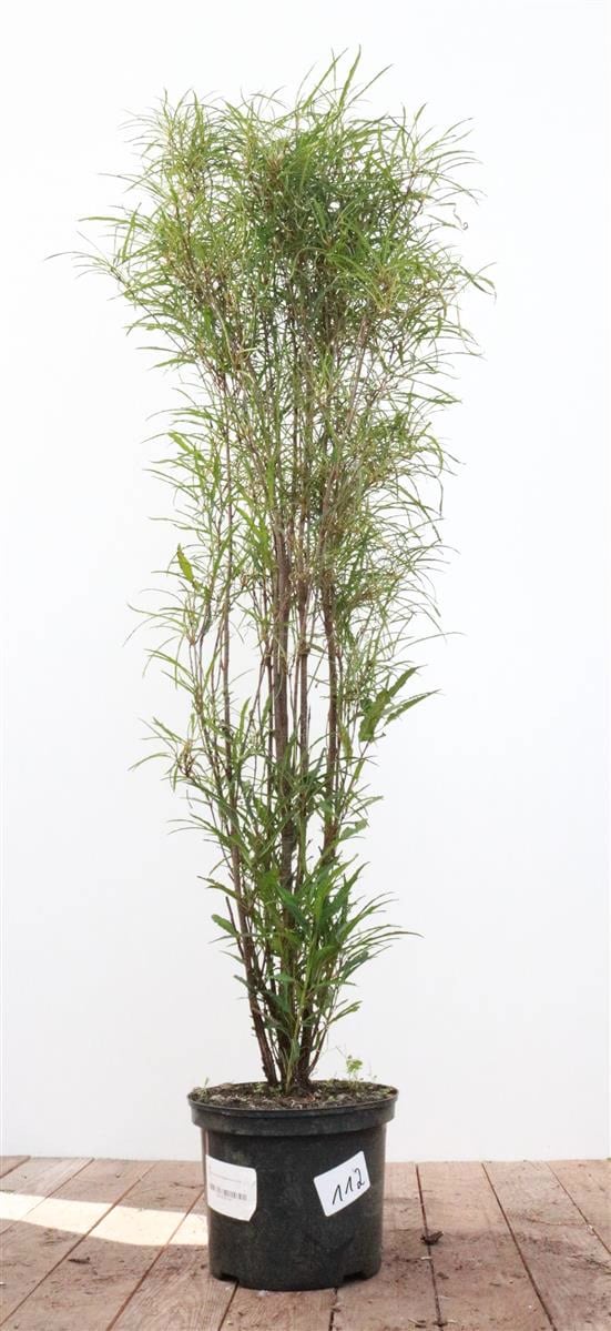 Rhamnus frangula 'Asplenifolia', Faulbaum, schmalbl&auml;ttrig, 80&ndash;100 cm 