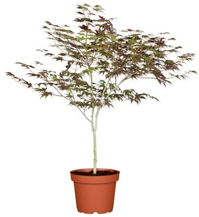 Acer palmatum 'Atropurpureum', Japanischer Ahorn, rotlaubig, 60–80 cm 