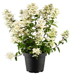 Hydrangea paniculata 'Wim's Red', Rispenhortensie, rot, 40–60 cm 